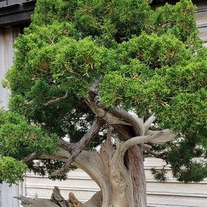 Meet your Posher, Junyoung